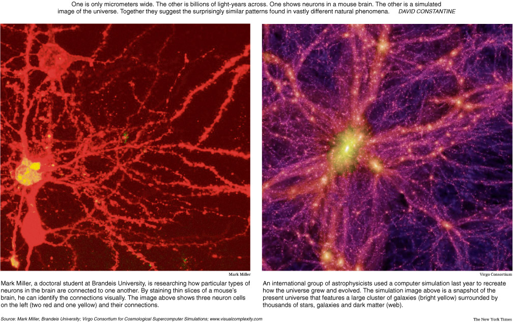 neuron and universe