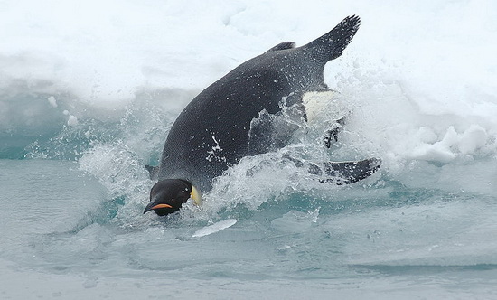 Emperor penguin in the ice