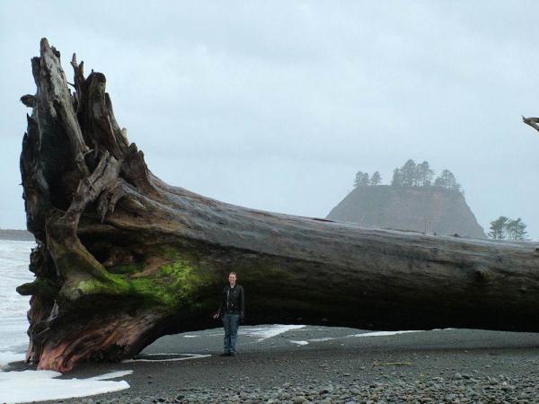 drift log tree