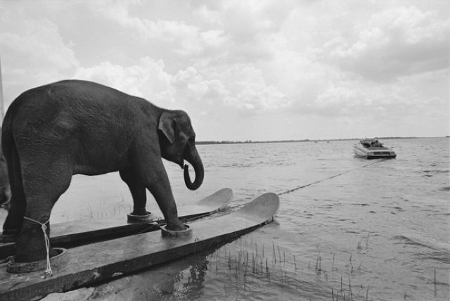 Waterskiing Elephant