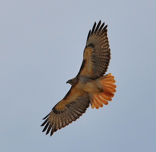 Red-Tailed Hawk Flying