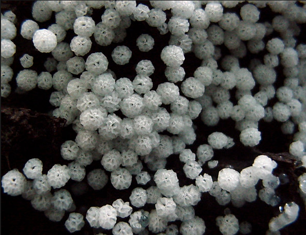 Slime Mold images