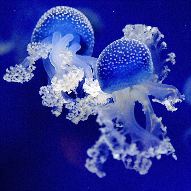 Amazing fluorescent jellyfish shot in an aquarium of Rhenen's zoo in The Netherlands