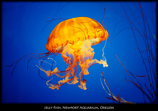 Jelly Fish Seen in the Newport aquarium in Oregon.