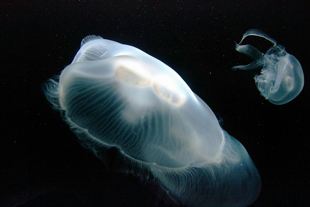 Jellyfish in the Aquarium at the California Science Center, Los Angeles, CA