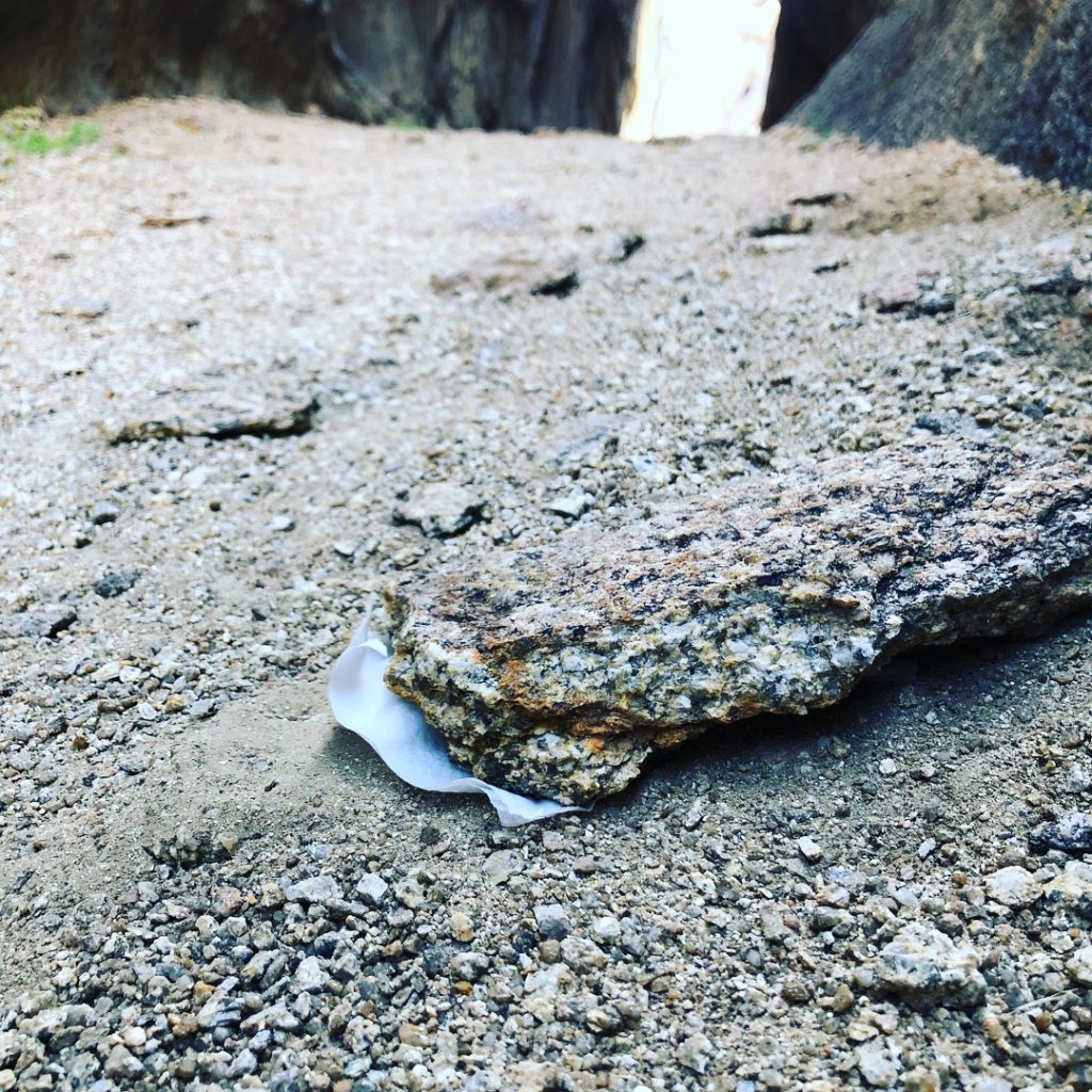 Toilet paper sticking out from under a rock