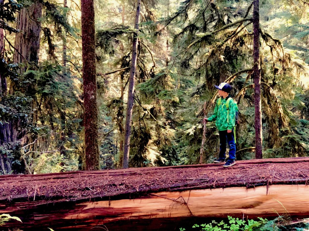 Hiking Boy Scout Tree Trail Jedediah Smith Redwoods State Park
