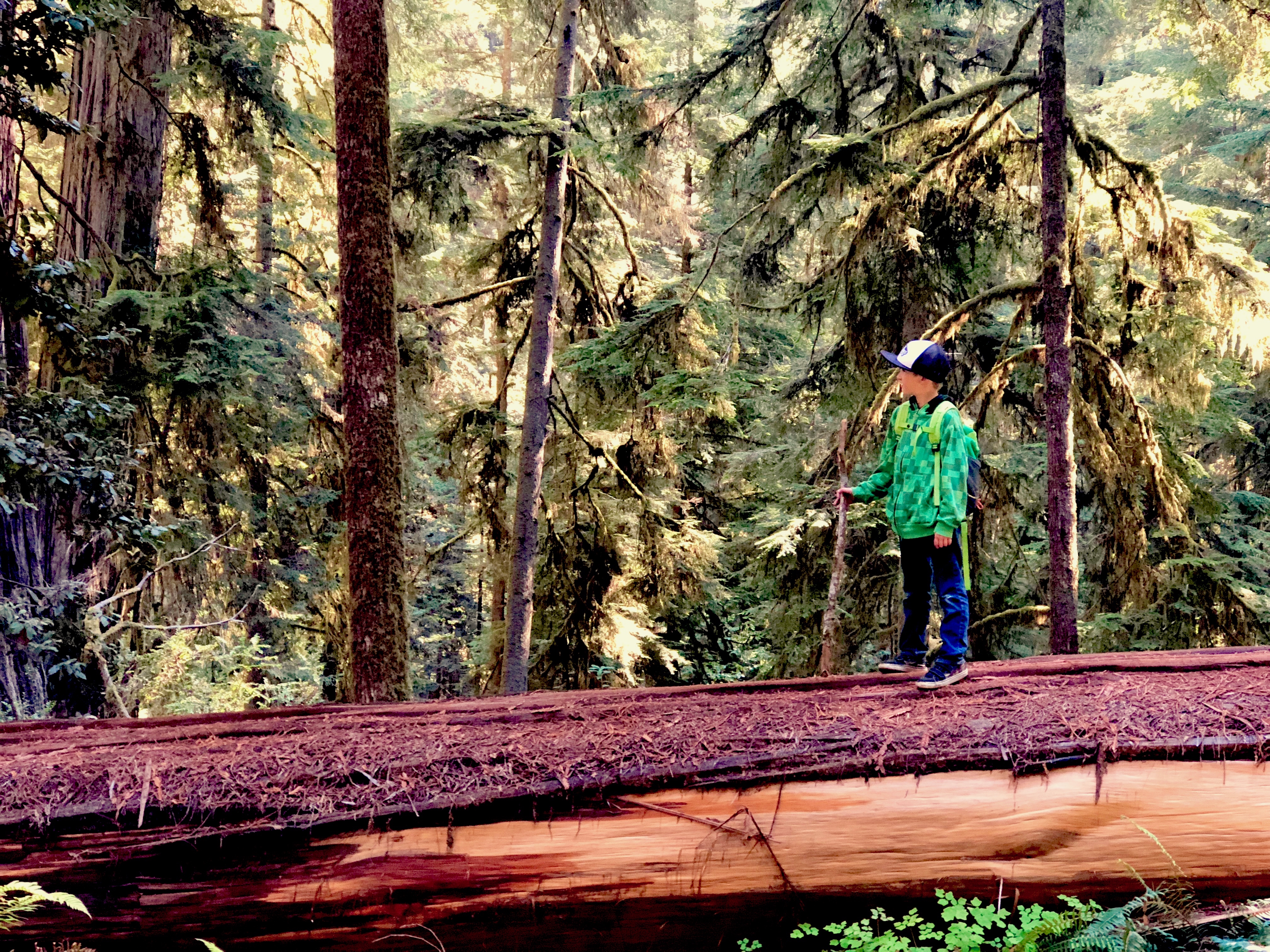 The Boy Scout Tree Trail And Harris Beach State Park - All-Terrain Family